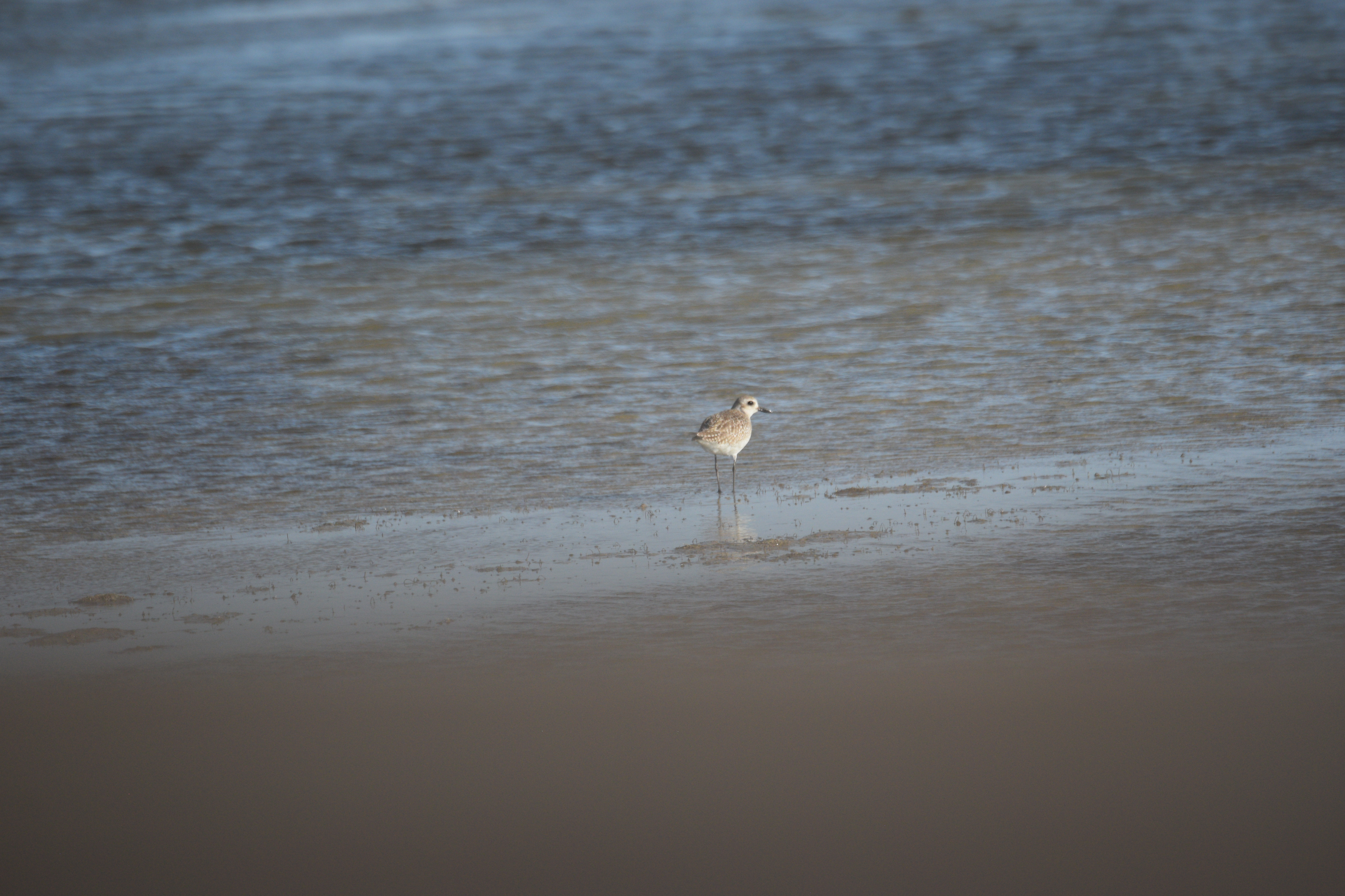 Wildlife photography